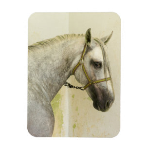 Dapple Grey Andalusian Horse Magnet