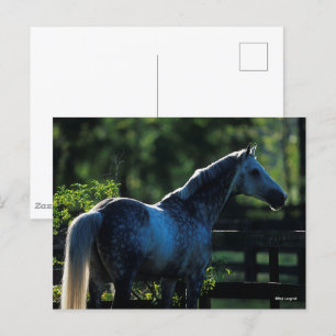 Dapple Grey Hanoverian Stallion Standing Postcard