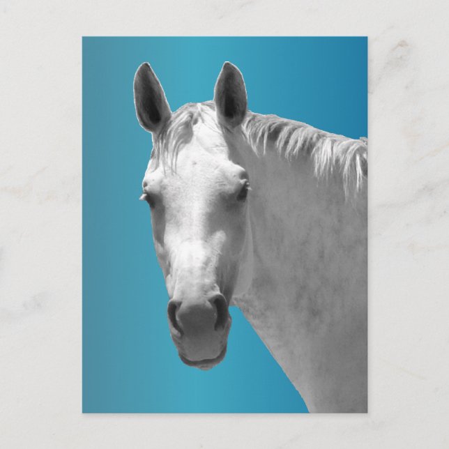 Dapple Grey Horse Postcard (Front)