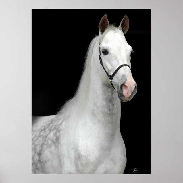 Dapple Grey Horse Poster (Front)