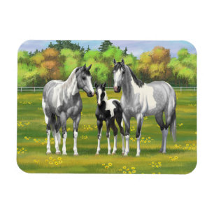 Dapple Grey Pinto Paint Horses In Summer Pasture Magnet