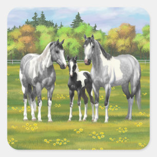 Dapple Grey Pinto Paint Horses In Summer Pasture Square Sticker