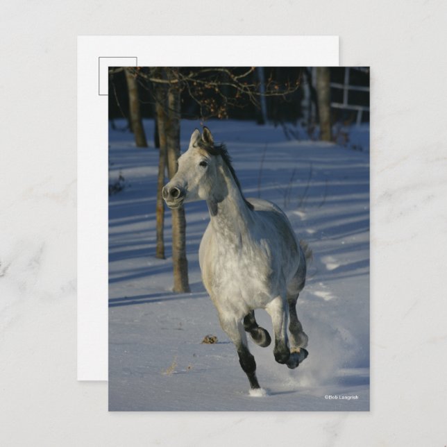 Dapple Grey Trakehner Running in the Snow Postcard (Front/Back)