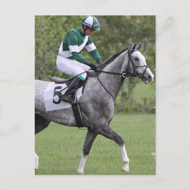 Dappled Gray Race Horse Postcards (Front)