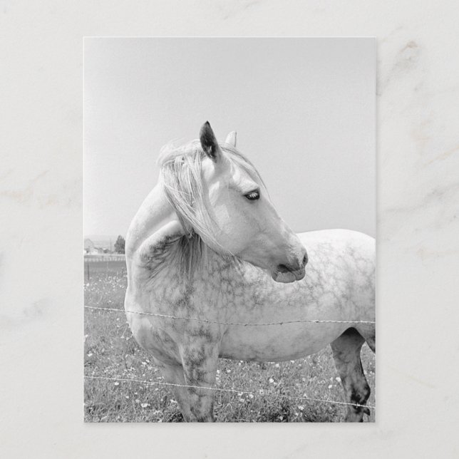 Dappled Grey at Pasture Postcard (Front)