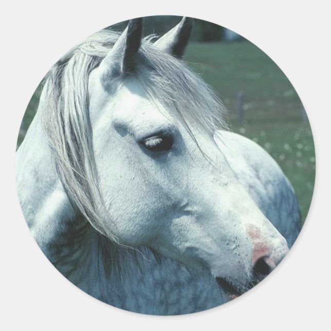 Dappled Grey in Flowered Pasture Classic Round Sticker (Front)