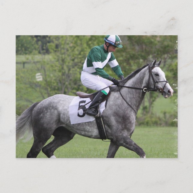 Dappled Grey Race Horse Postcards (Front)