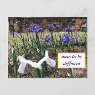 Dare to be Different Irises Postcard