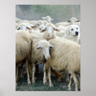 Dare to be different! Sheepdog Saying ... Poster