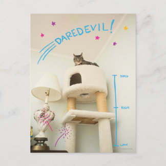 Daredevil Cat Postcard