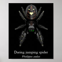 Daring Jumping Spider Poster (Semi-Gloss)