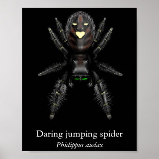 Daring Jumping Spider Poster (Semi-Gloss)