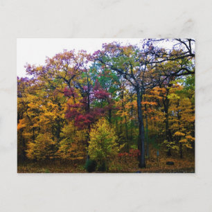 Dark Autumn Forest Postcard