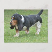 Dark Basset Hound Dog
