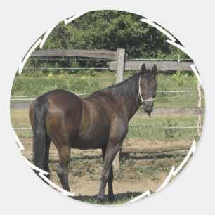 Dark Bay Thoroughbred Stickers