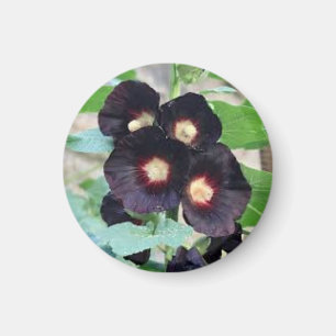 Dark Black Pansy Viola Floral Photo Design Magnet