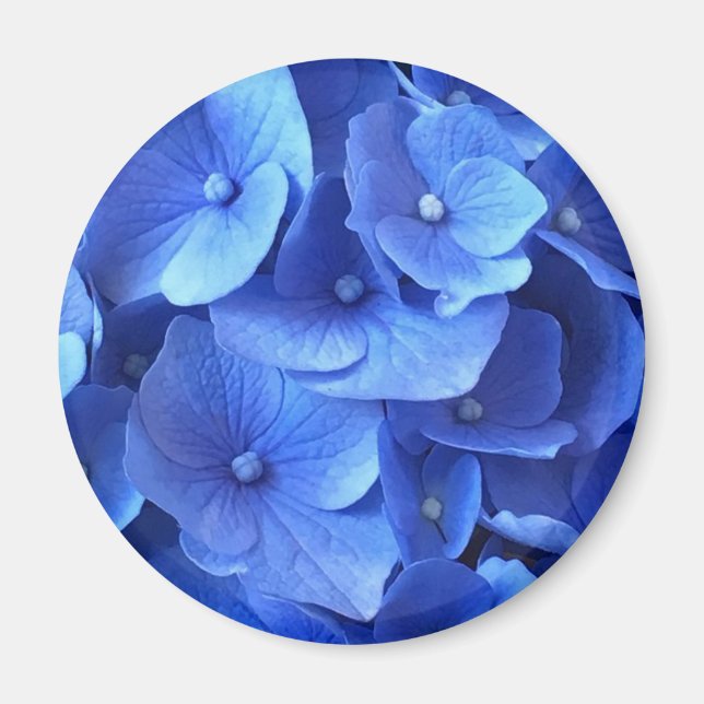 Dark Blue Hydrangeas Magnet (Front)