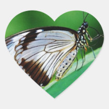 Dark Brown and Grey Butterfly