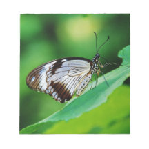 Dark Brown and Grey Butterfly