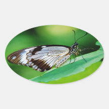 Dark Brown and Grey Butterfly