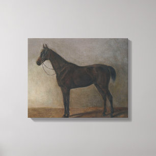 Dark Brown Gelding Horse (Vintage Animal Art) Canvas Print