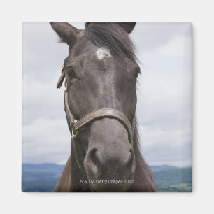 Dark Brown Horse Magnet