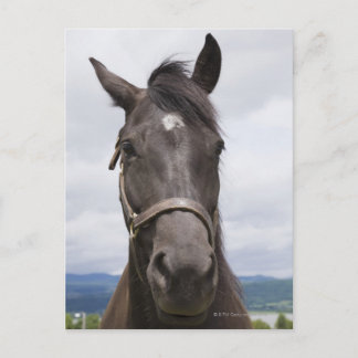 Dark Brown Horse Postcard