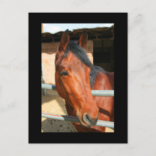 Dark Brown Horse Postcard