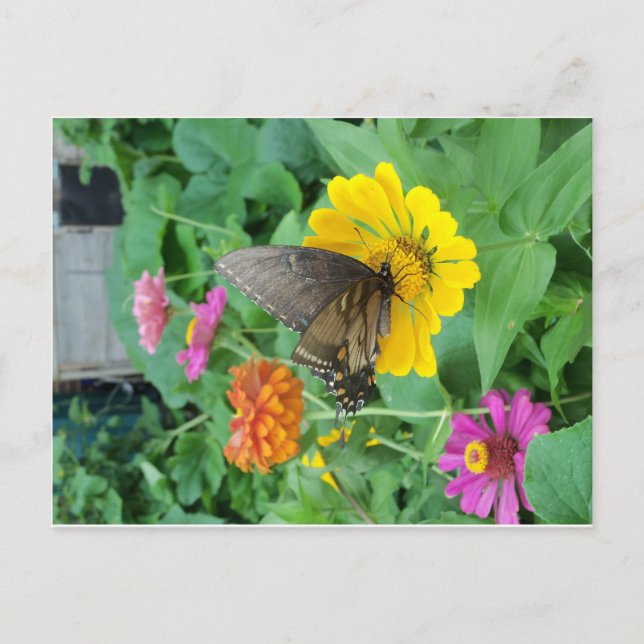 Dark Butterfly 1 Postcard (Front)