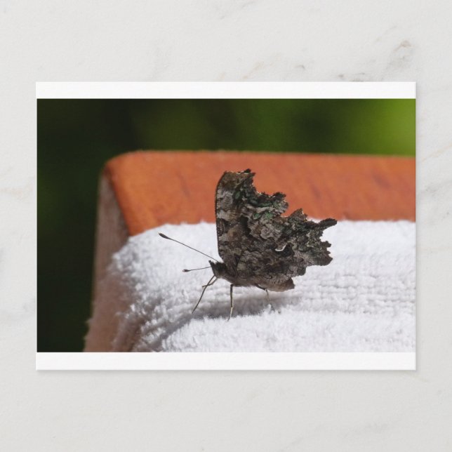 Dark Camouflage Butterfly Postcard (Front)