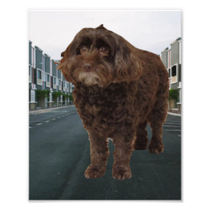 Dark Chocolate Cockapoo photo #2 Print