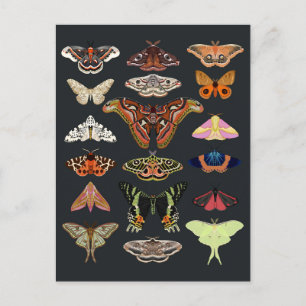 Dark Cottagecore Moths Postcard