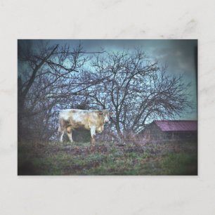 Dark Cow Postcard