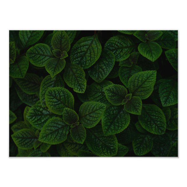 Dark Emerald Green Textured Leaves Pattern Photo Print (Front)