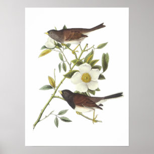 Dark-eyed Junco by Audubon Poster