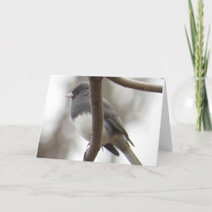 Dark-eyed Junco Greeting Card