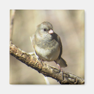 Dark-eyed Junco Magnet