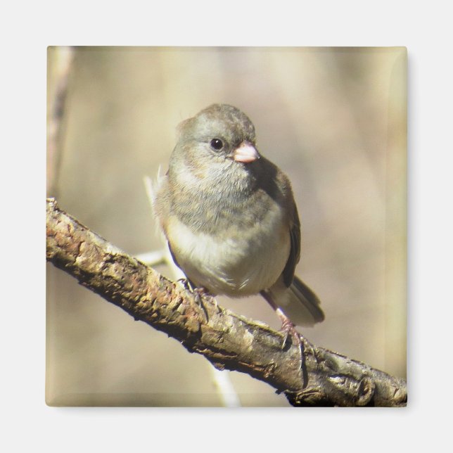 Dark-eyed Junco Magnet (Front)