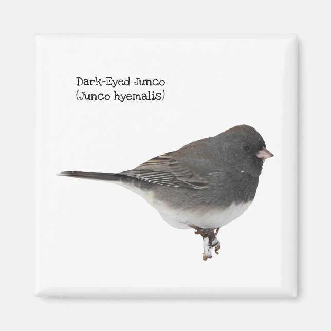 Dark-Eyed Junco Magnet (Front)