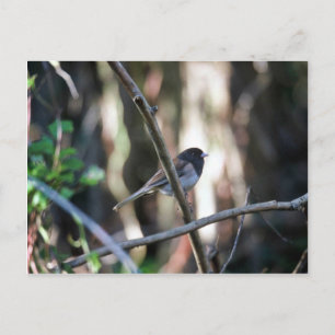Dark-eyed junco on branch postcard