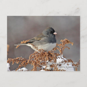 Dark-eyed Junco Postcard