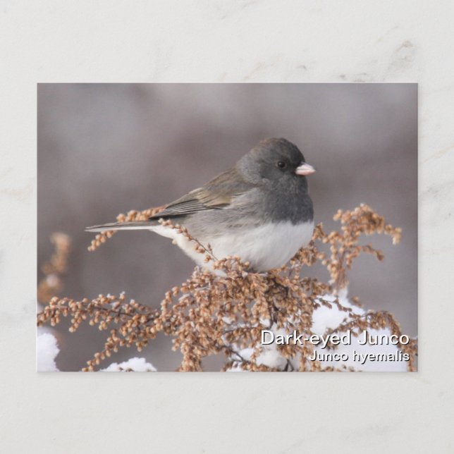Dark-eyed Junco Postcard (Front)