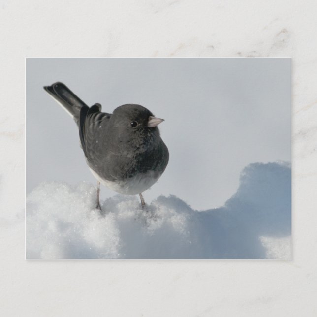 Dark-eyed Junco Postcard (Front)