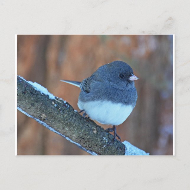 Dark Eyed Junco Sparrow Postcard (Front)