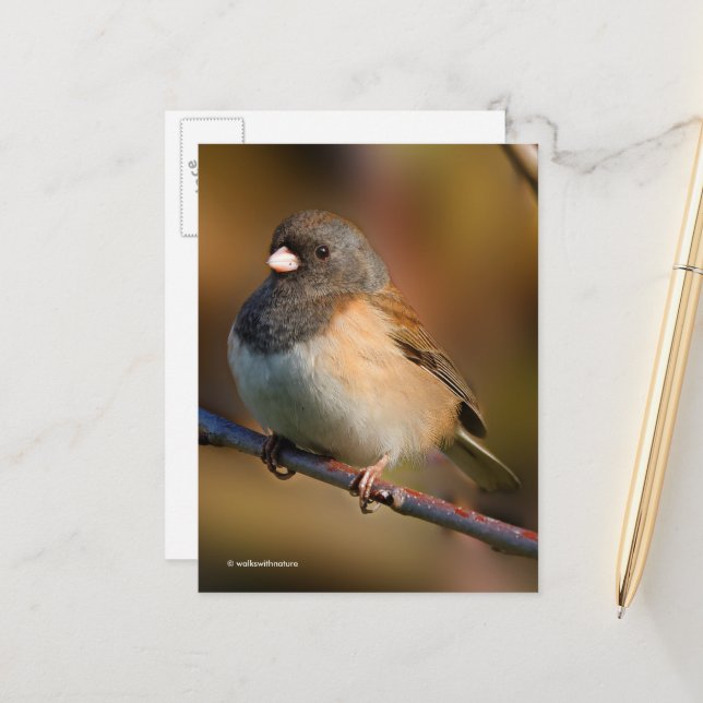 Dark-Eyed Junco Sparrow Songbird on a Limb Postcard (Front/Back In Situ)