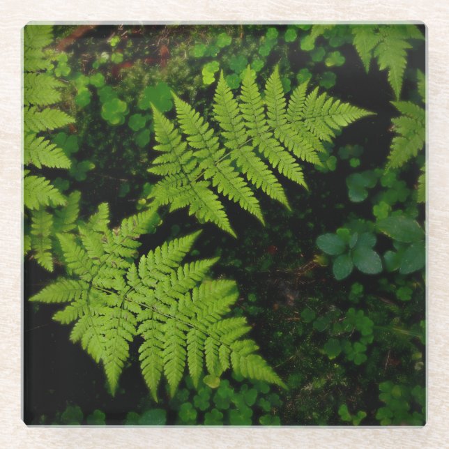 Dark forest ferns, moody green aesthetic glass coaster (Front)