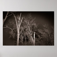 Dark Forest – Haunting Black and White Tree Art