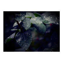 Dark Green Leaves and Raindrops