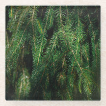 Dark green seasonal spruce tree