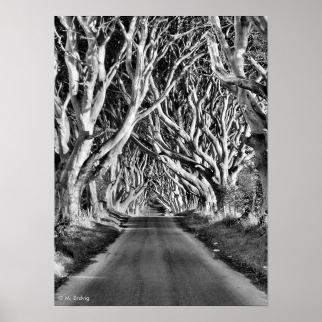 Dark Hedges B&W Print (Front)